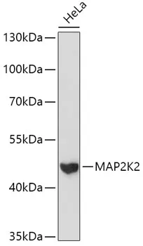 (KO Validated) MAP2K2 Polyclonal Antibody - image 1