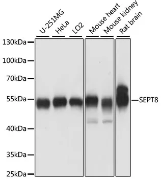 SEPT8 Polyclonal Antibody - image 1