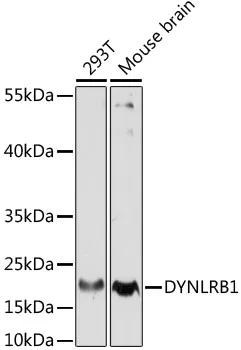 DYNLRB1 Polyclonal Antibody - image 1