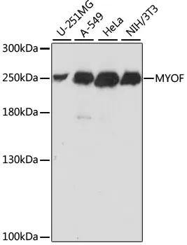 (KO Validated) MYOF Polyclonal Antibody - image 1