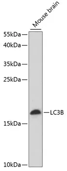 LC3B Polyclonal Antibody - image 1
