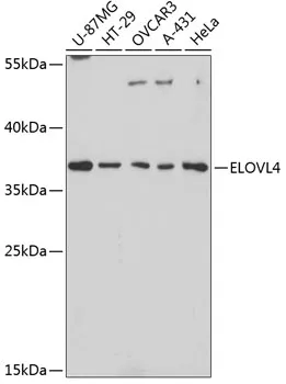 ELOVL4 Polyclonal Antibody - image 1