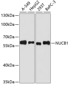 (KO Validated) NUCB1 Polyclonal Antibody - image 1