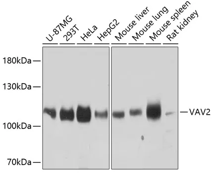 VAV2 Polyclonal Antibody - image 1