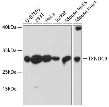 TXNDC9 Polyclonal Antibody - image 1