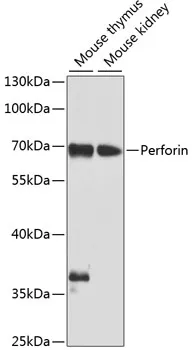 Perforin Polyclonal Antibody - image 1