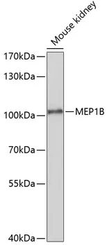 MEP1B Polyclonal Antibody - image 1