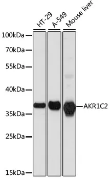 AKR1C2 Polyclonal Antibody - image 1