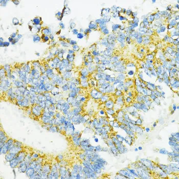 PD-L1 Polyclonal Antibody - image 1