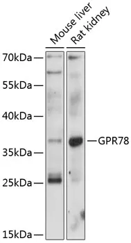 GPR78 Polyclonal Antibody - image 1