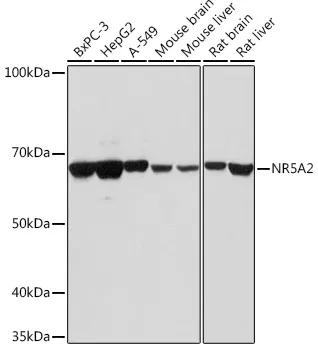 NR5A2 Polyclonal Antibody - image 1