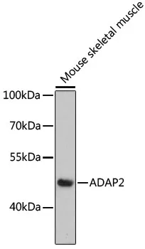 ADAP2 Polyclonal Antibody - image 1