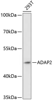 ADAP2 Polyclonal Antibody - image 1
