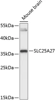 SLC25A27 Polyclonal Antibody - image 1