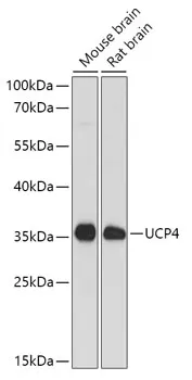 SLC25A27 Polyclonal Antibody - image 1
