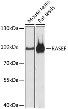 RASEF Polyclonal Antibody - image 1