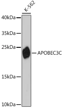 APOBEC3C Polyclonal Antibody - image 1