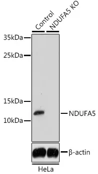 (KO Validated) NDUFA5 Polyclonal Antibody - image 1