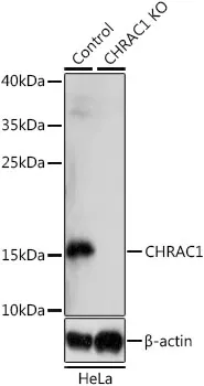 (KO Validated) CHRAC1 Polyclonal Antibody - image 1