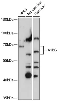 A1BG Polyclonal Antibody - image 1