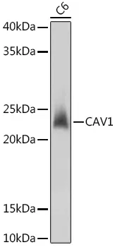 CAV1 Polyclonal Antibody - image 1