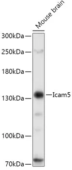 Icam5 Polyclonal Antibody - image 1