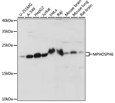 MPHOSPH6 Polyclonal Antibody - image 1