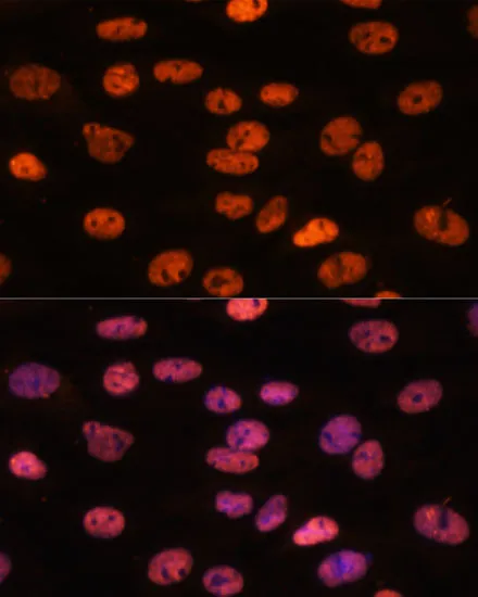 MYEF2 Polyclonal Antibody - image 1