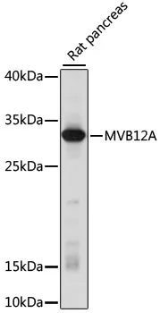 MVB12A Polyclonal Antibody - image 1