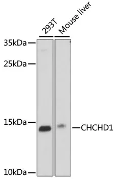 CHCHD1 Polyclonal Antibody - image 1