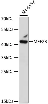 MEF2B Polyclonal Antibody - image 1