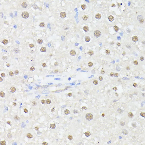 MLF2 Polyclonal Antibody - image 1