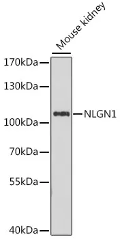 NLGN1 Polyclonal Antibody - image 1
