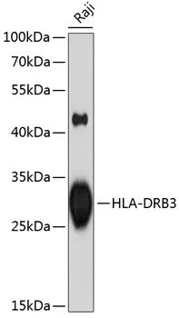 HLA-DRB3 Polyclonal Antibody - image 1
