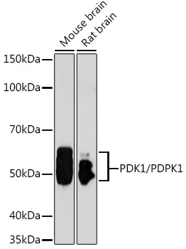 (KO Validated) PDPK1 Polyclonal Antibody - image 1