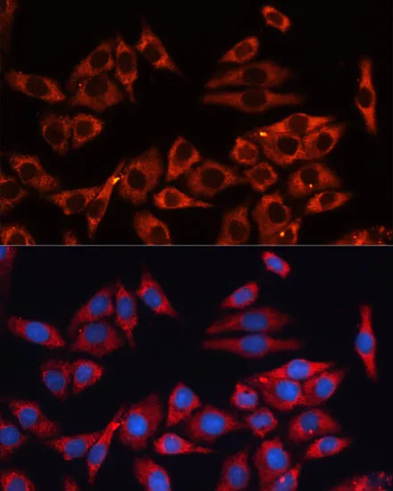 MAPK1/MAPK3 Polyclonal Antibody - image 1