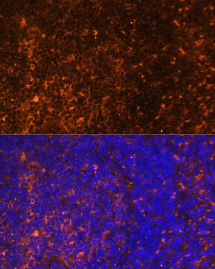 CCL19 Polyclonal Antibody - image 1