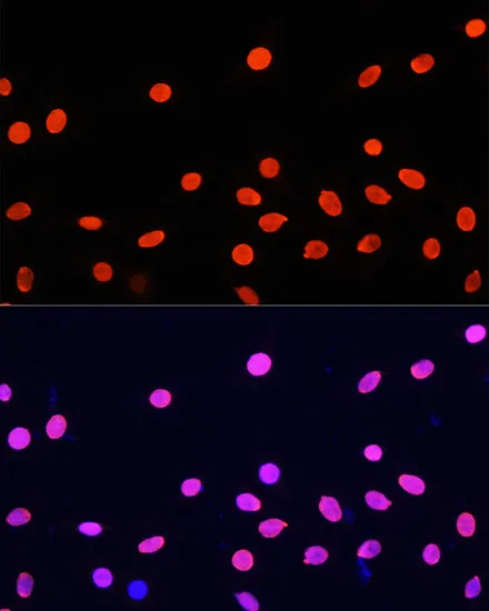 Histone H4 Polyclonal Antibody - image 1