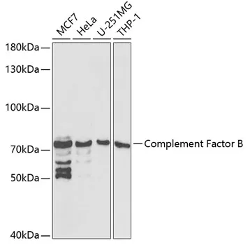 Complement Factor B Polyclonal Antibody - image 1
