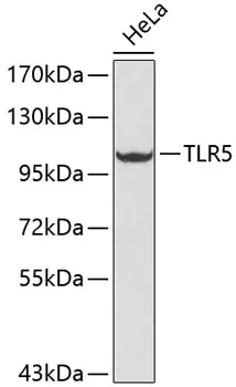 TLR5 Polyclonal Antibody - image 1