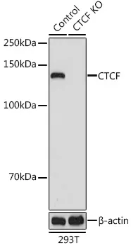 (KO Validated) CTCF Polyclonal Antibody - image 1