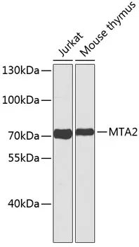 (KO Validated) MTA2 Polyclonal Antibody - image 1
