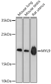 MYL9 Polyclonal Antibody - image 1