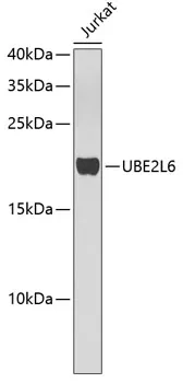 UBE2L6 Polyclonal Antibody - image 1