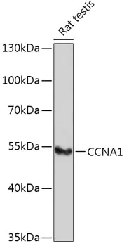 CCNA1 Polyclonal Antibody - image 1