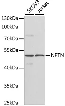 NPTN Polyclonal Antibody - image 1