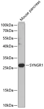 SYNGR1 Polyclonal Antibody - image 1