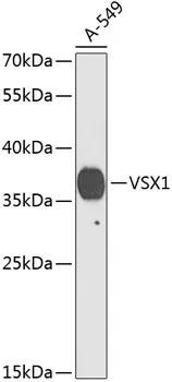 VSX1 Polyclonal Antibody - image 1