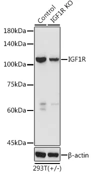 (KO Validated) IGF1R Polyclonal Antibody - image 1