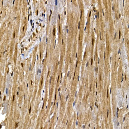 PPAR gamma Polyclonal Antibody - image 1
